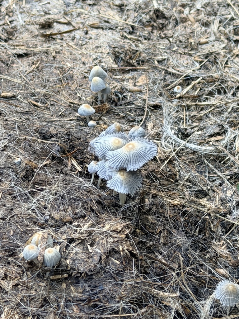 clustered inkcap · June 2026 · photo: Photo: no rights reserved · iNaturalist