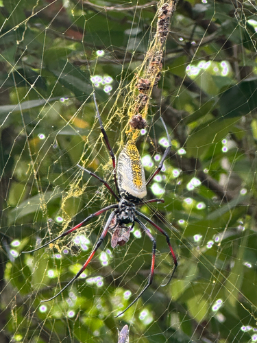 Trichonephila inaurata