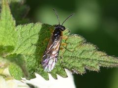 Athalia cordata