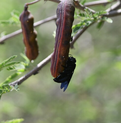 Xylocopa sulcatipes