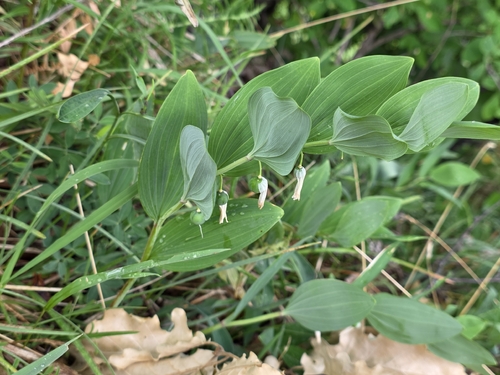 Scented Solomon's-seal