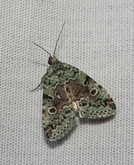 Maliattha concinnimacula