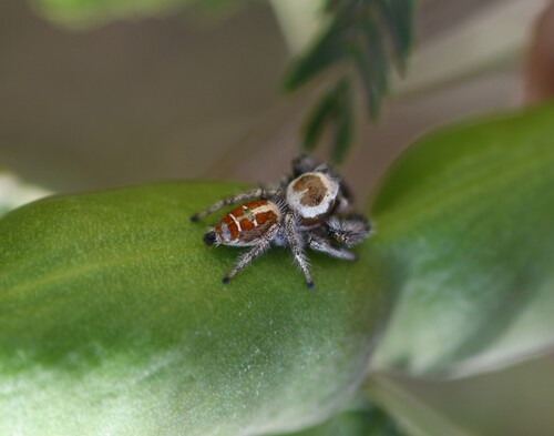 Thyene imperialis