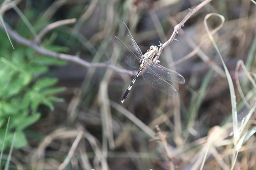 Slender Skimmer