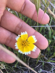 Layia chrysanthemoides
