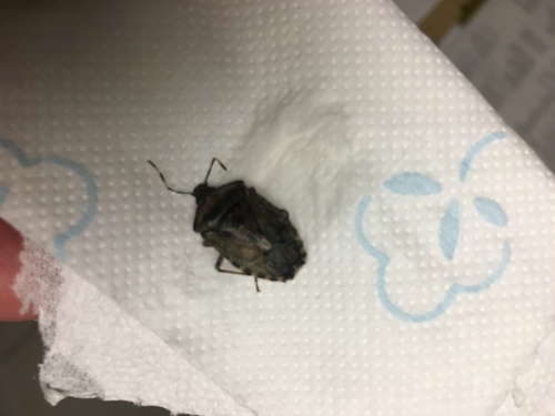 Rhaphigaster nebulosa