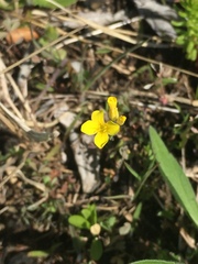 Physaria filiformis
