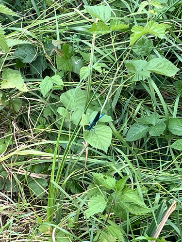 Banded Demoiselle