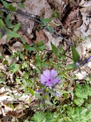 Phlox divaricata