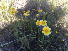 Layia chrysanthemoides