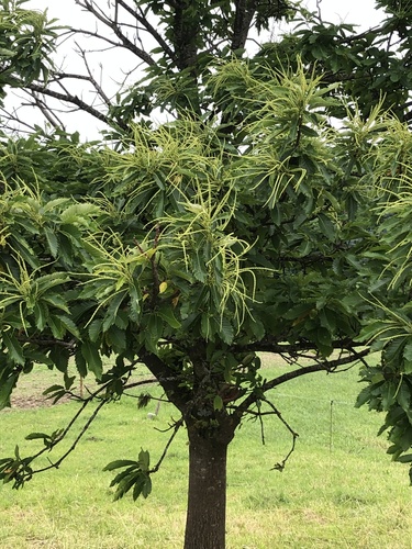 Sweet Chestnut