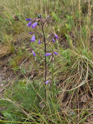 Siberian Bellflower