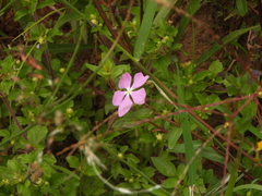 Catharanthus ovalis