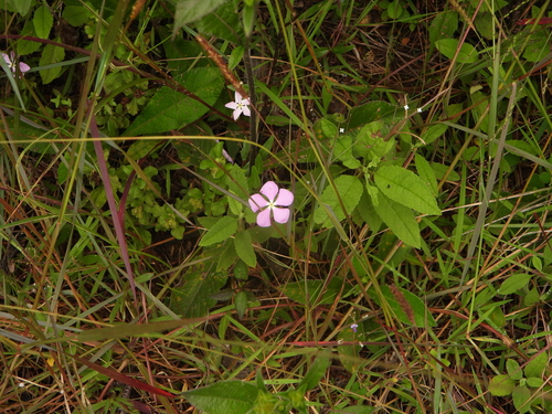 Catharanthus ovalis, photograph 1