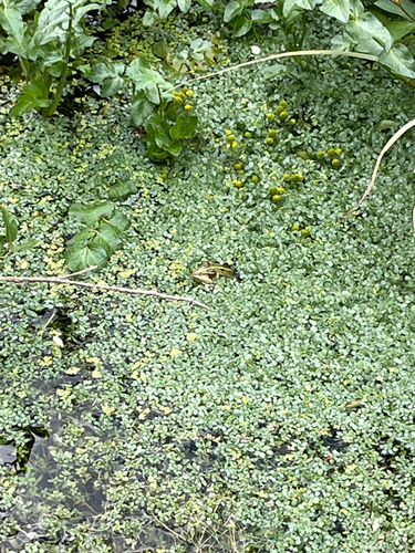 Edible Frog