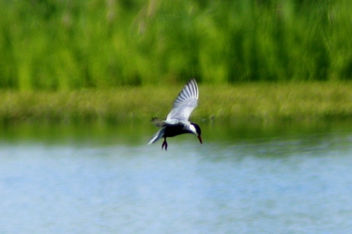 iNaturalist image