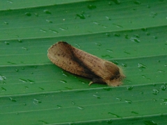 Hemiceratinae