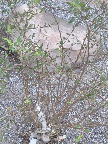 Bursera hindsiana, 2026-06-03