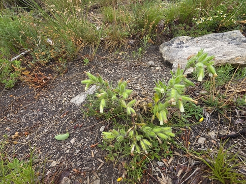 Onosma visianii