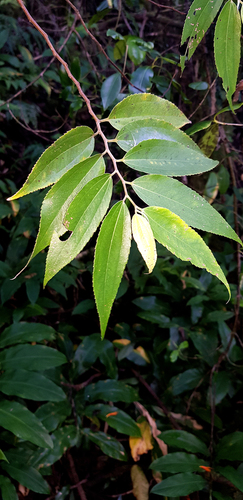 Leucosyke corymbulosa observed 2020-04-15