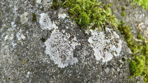 Flechtenschlauchpilze