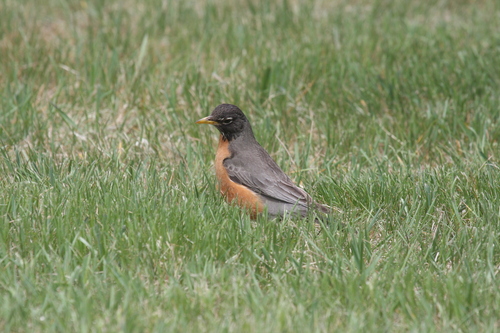 American Robin