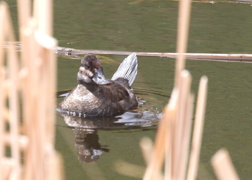 Ruddy Duck