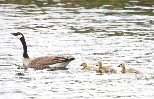 Canada Goose