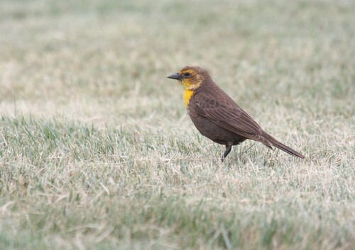 Yellow-headed Blackbird