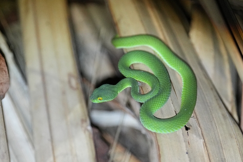 Kramer's Pit Viper