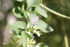 Leptotes cassius cassius