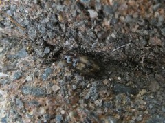 Philophlaeus luculentus