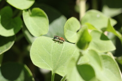 Augochloropsis tupacamaru