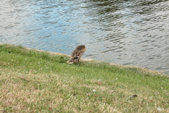 Anas platyrhynchos