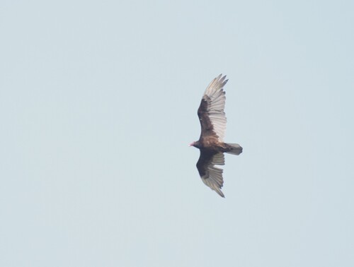 Turkey Vulture