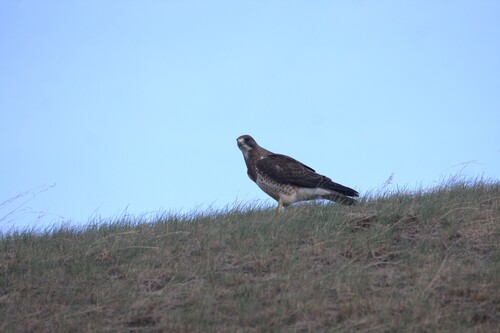 Swainson's Hawk