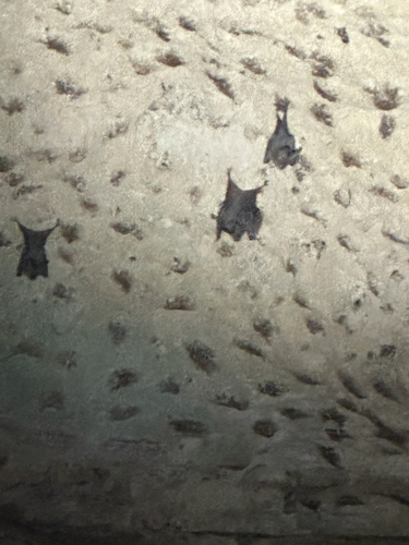 Heart-nosed Bat