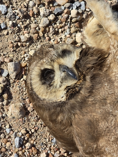 iNaturalist image