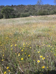 Layia chrysanthemoides