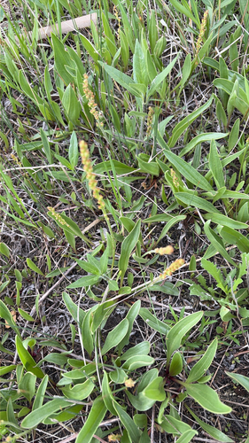 Saline Plantain