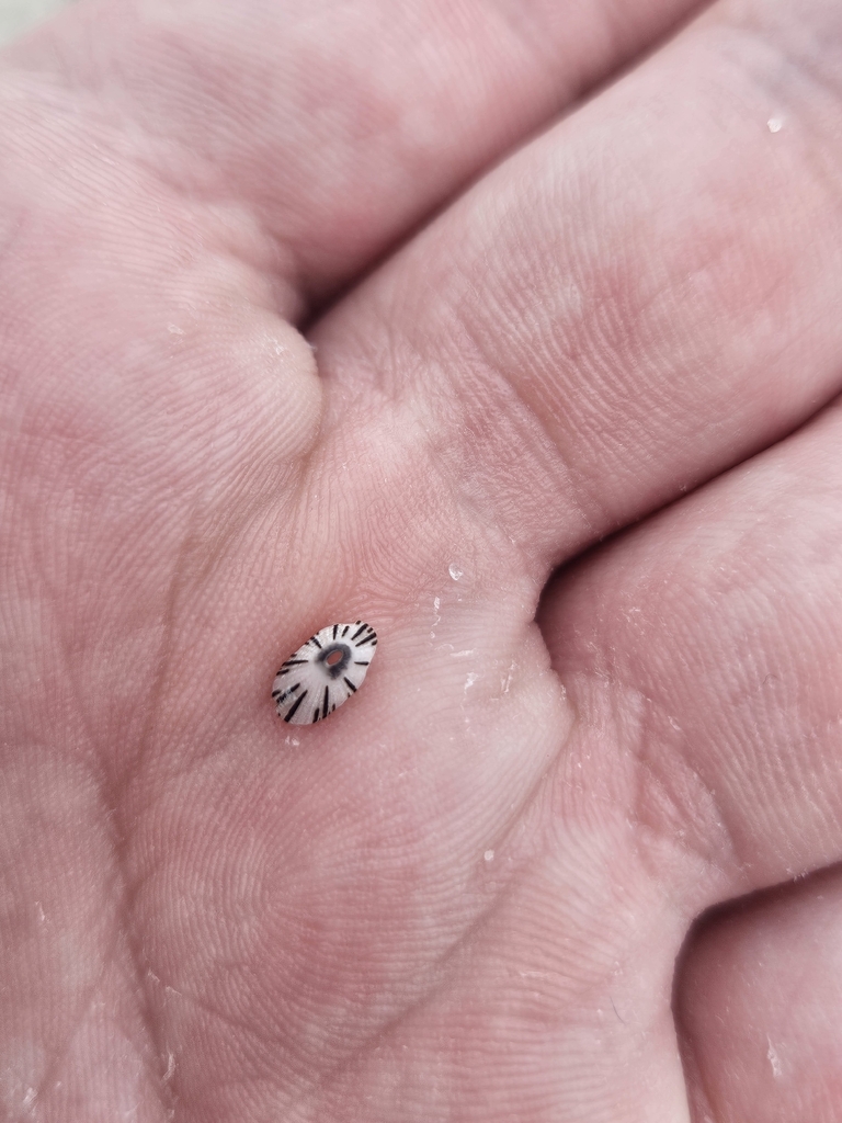 Dwarf Keyhole Limpet