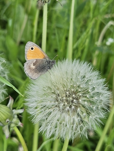 Small Heath