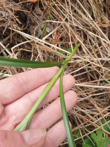 Carex glabrescens iNat (2)