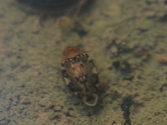 Laccophilus maculosus