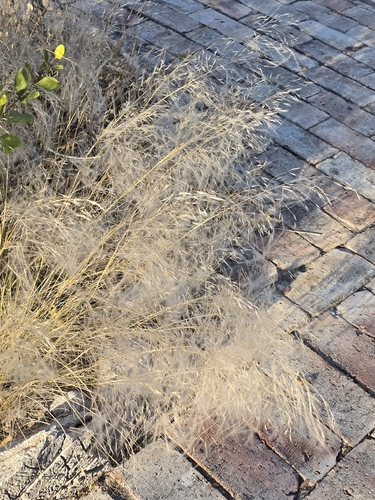 Stipagrostis uniplumis, 2026-06-03