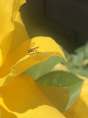 Toxomerus marginatus