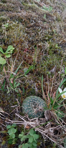 Frailea pygmaea