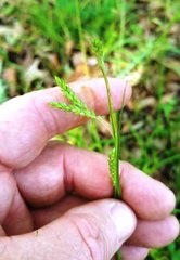 Carex oxylepis