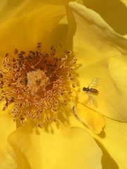 Toxomerus marginatus