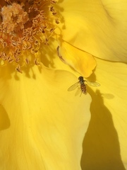 Toxomerus marginatus